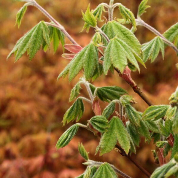 Acer sieboldianum 'Kinugasayama'