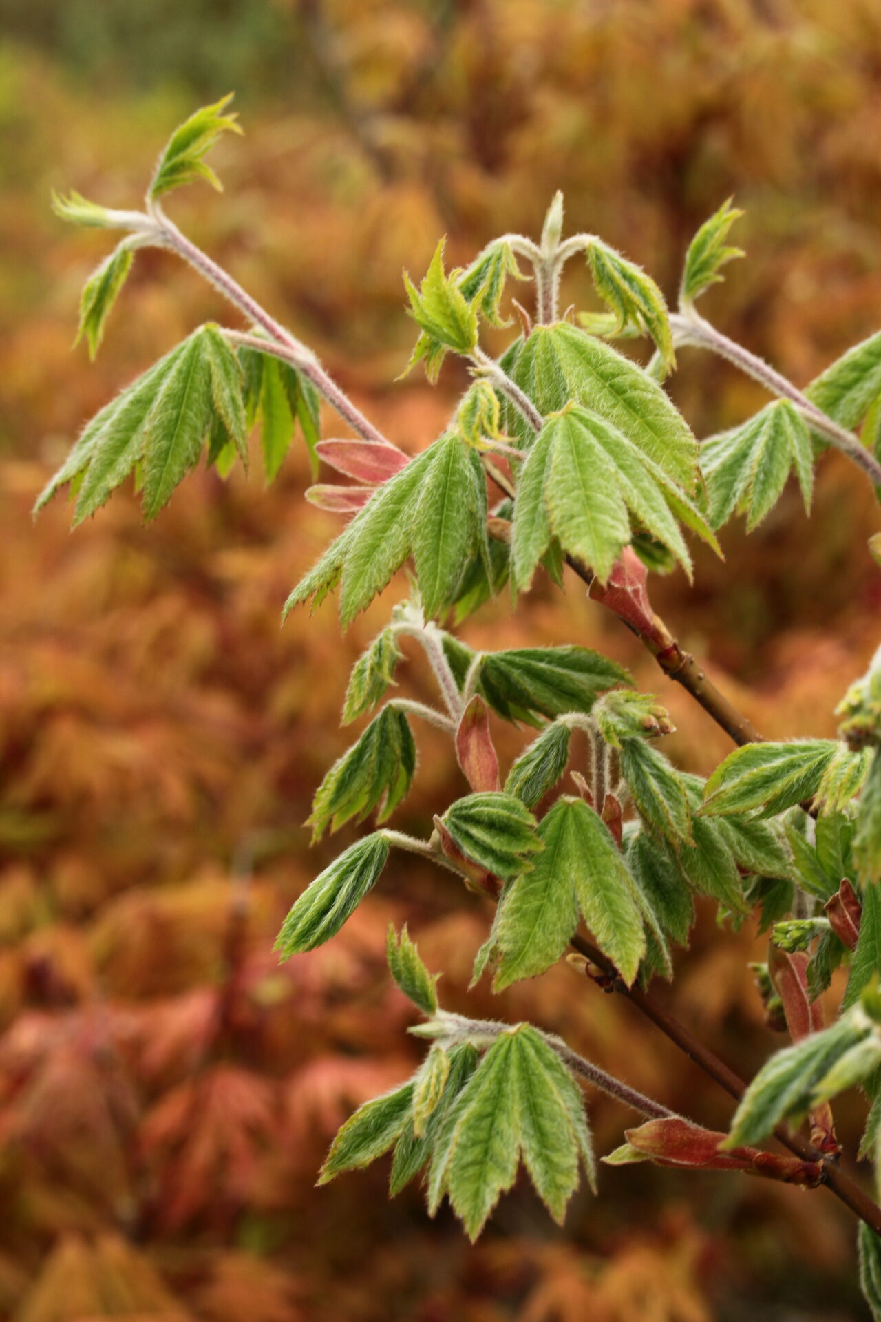 Acer sieboldianum 'Kinugasayama'