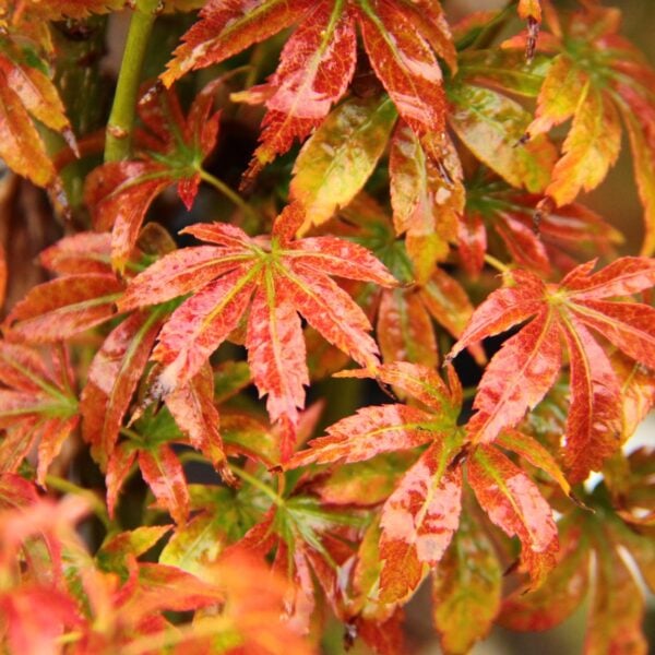 Tiny Leaf Japanese Maple