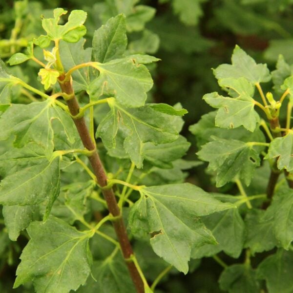 Acer circinatum 'Alleyne Cook' Vine Maple