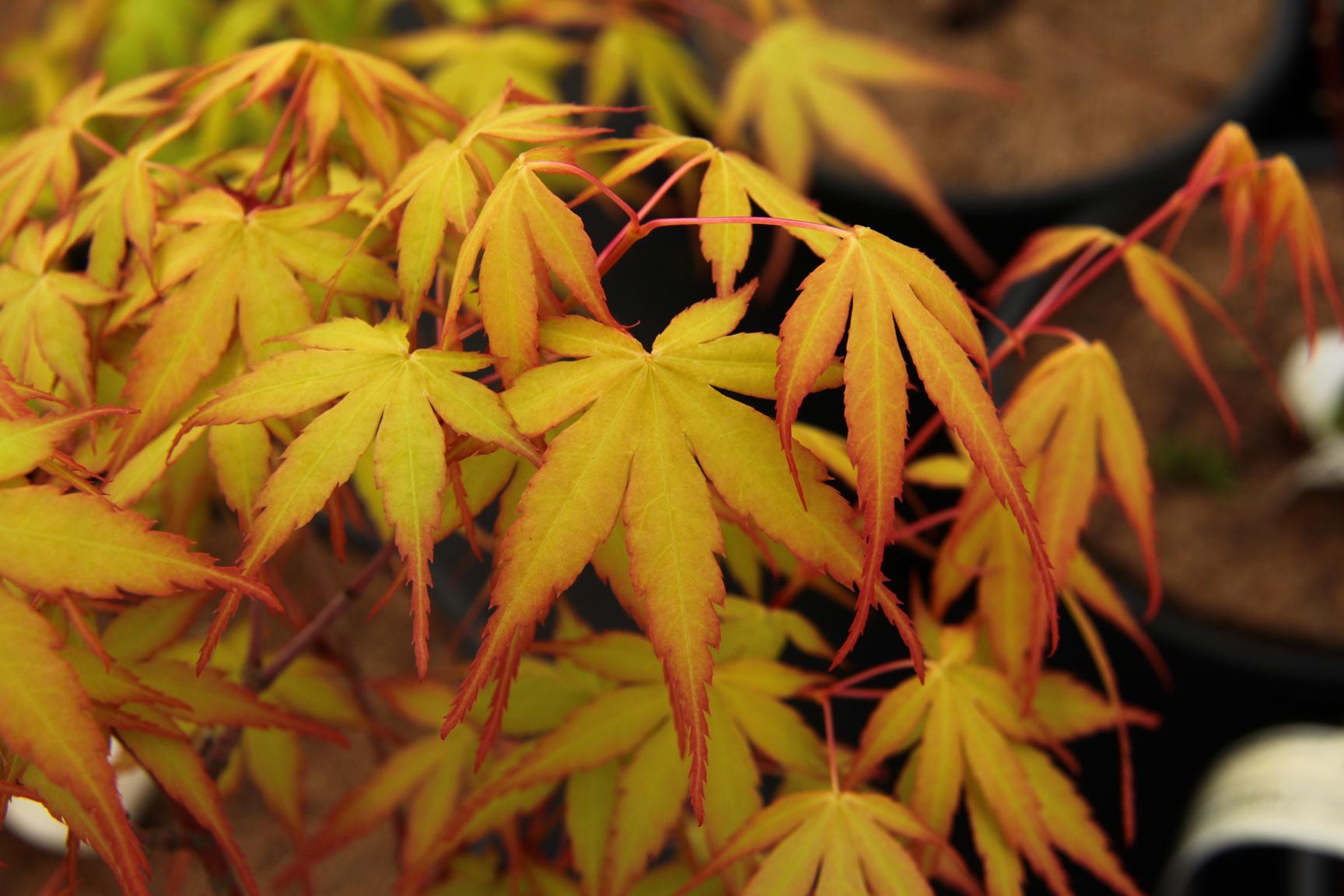 Allen's Gold Japanese Maple