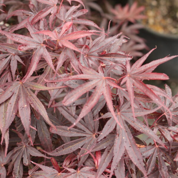 Acer palmatum 'Alpine Sunrise' Japanese Maple