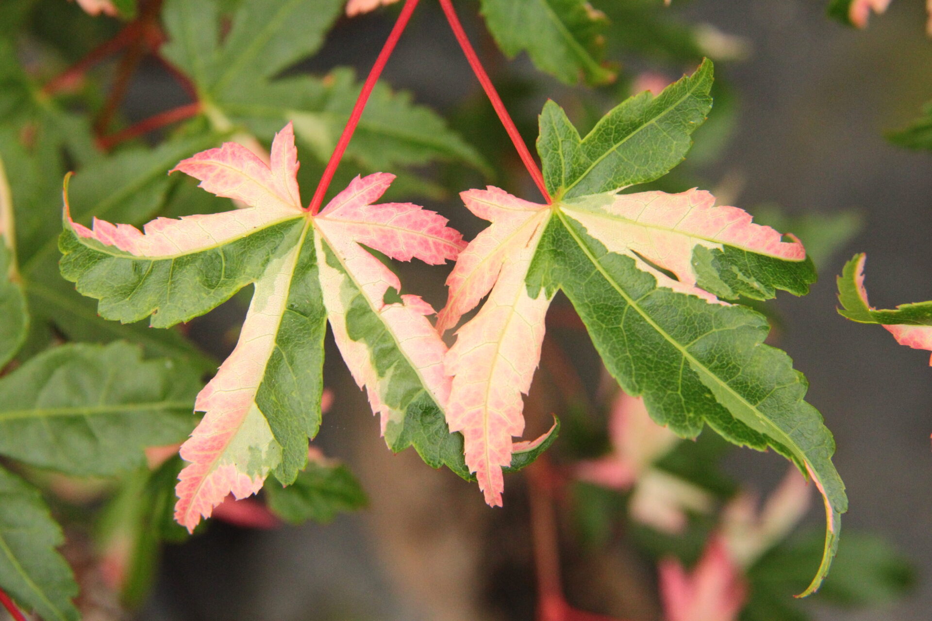 Cotton Candy Japanese Maple
