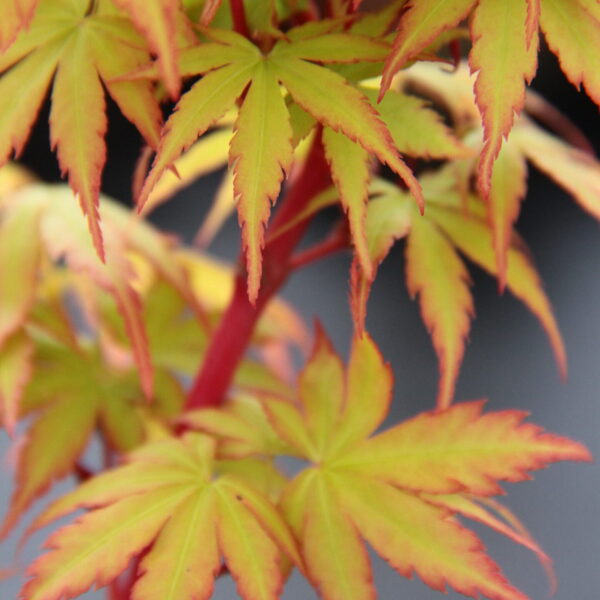 Cupid Japanese maple