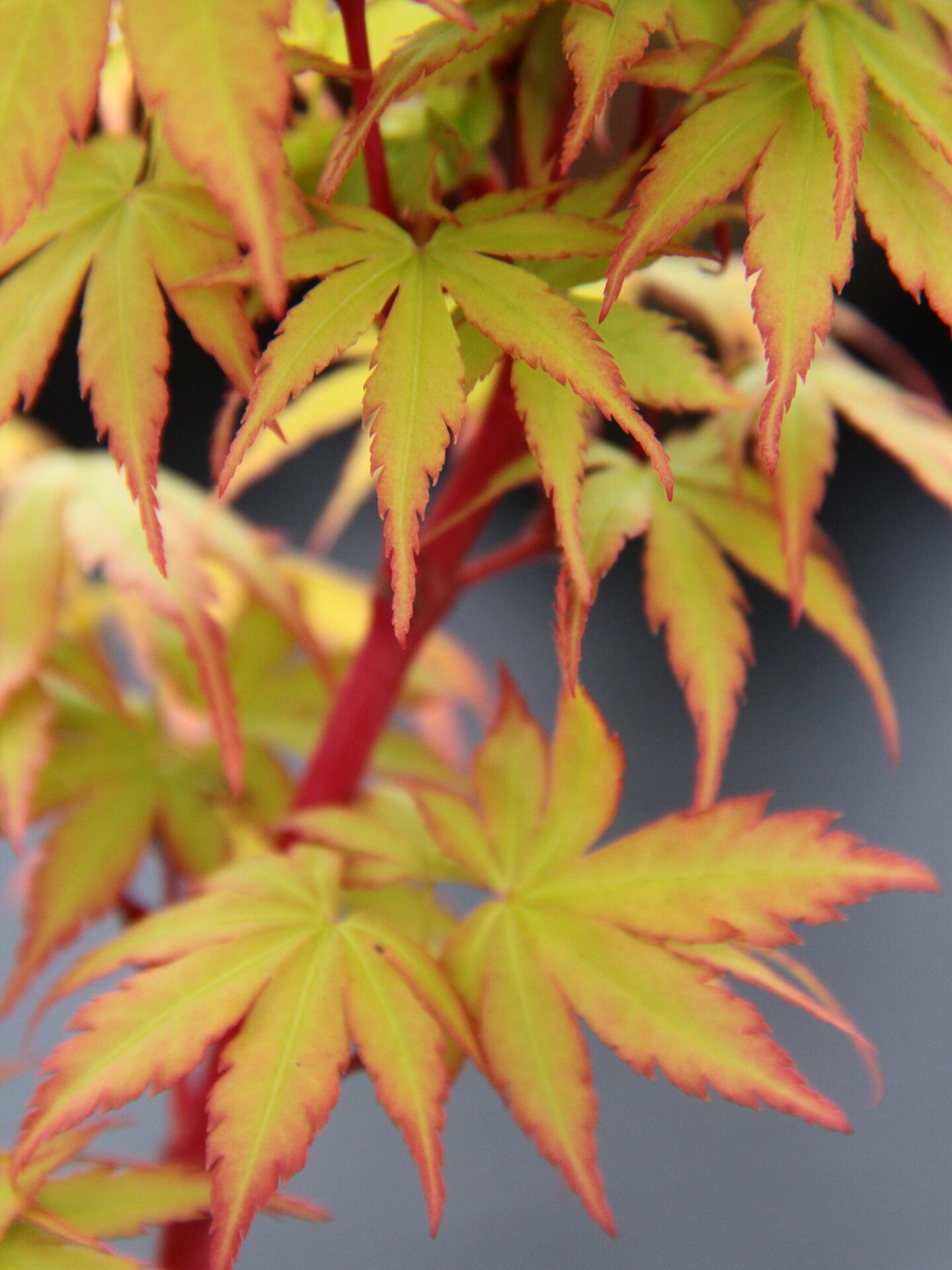 Cupid Japanese maple