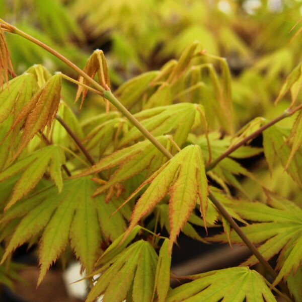 Festival Japanese Maple