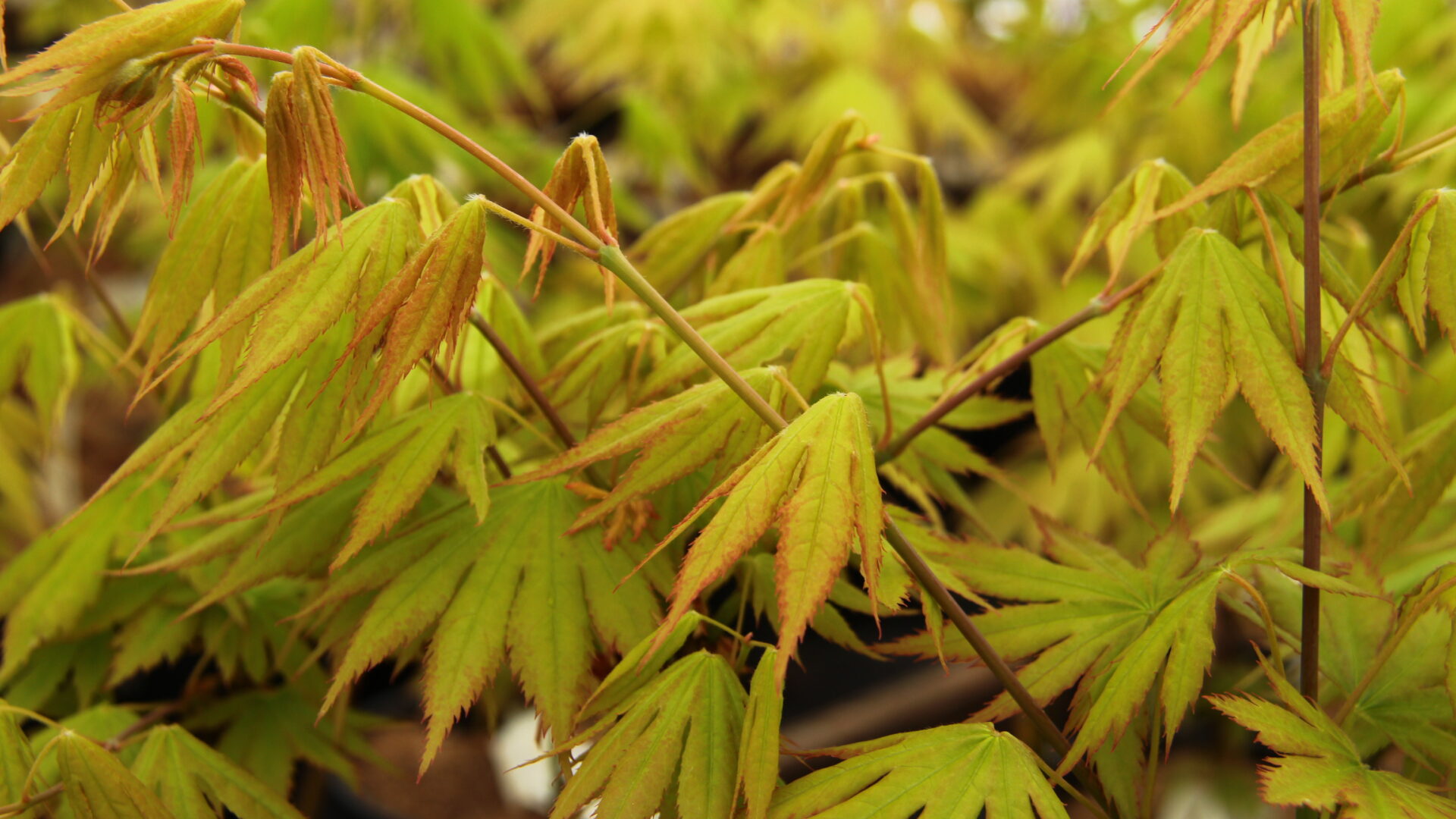 Festival Japanese Maple