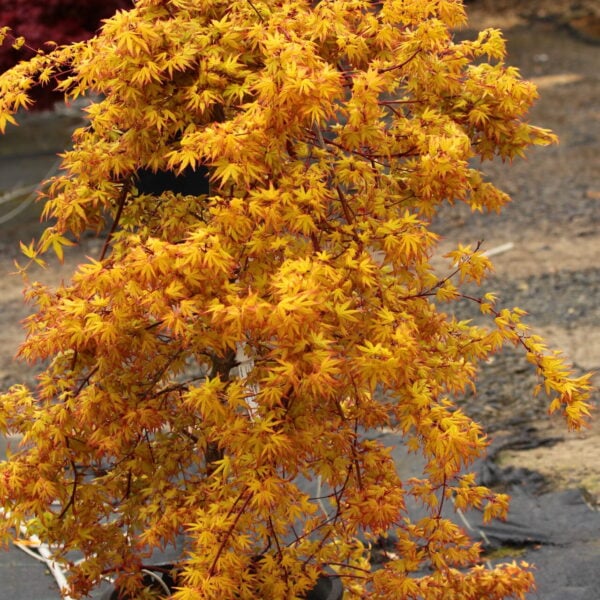 Acer palmatum 'Golden Falls'  Japanese Maple
