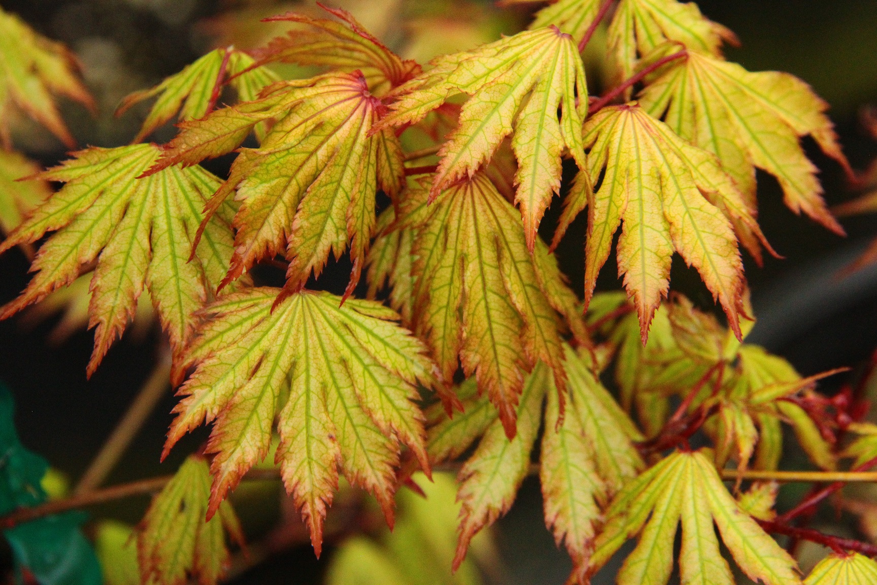 Holy Ghost Japanese Maple