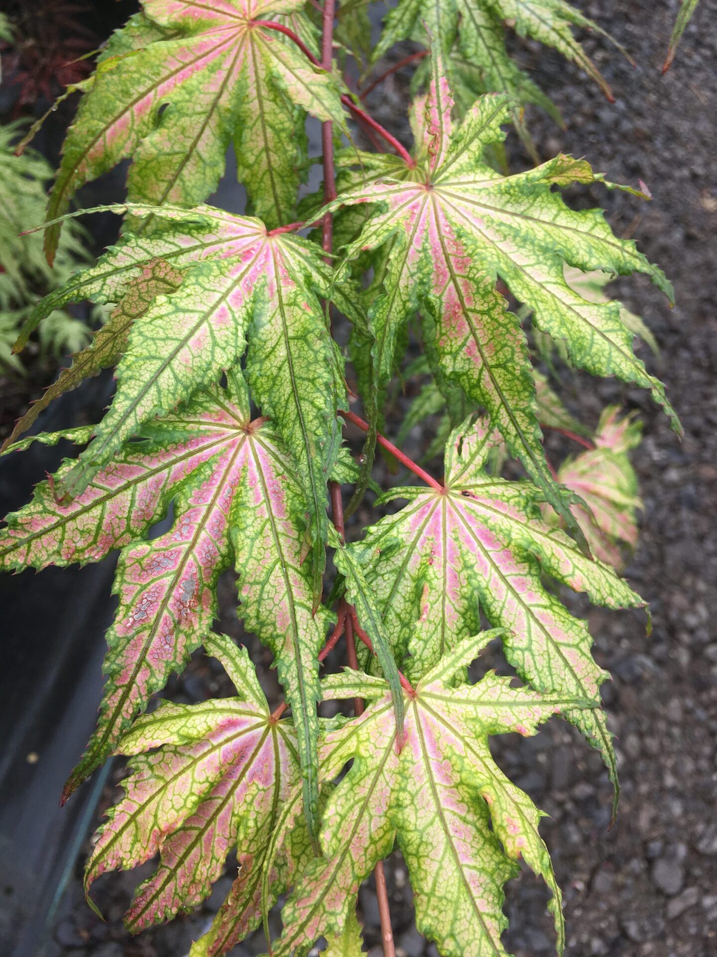 Hoofman Japanese Maple