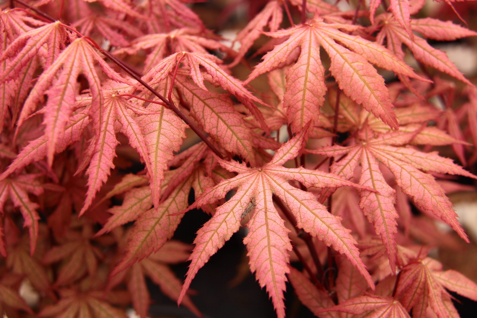 Nebula Japanese Maple