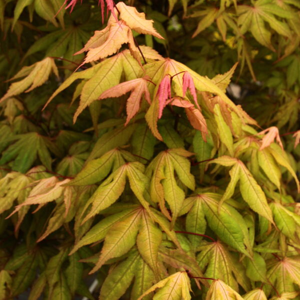 Acer palmatum 'Pastel'  Japanese Maple