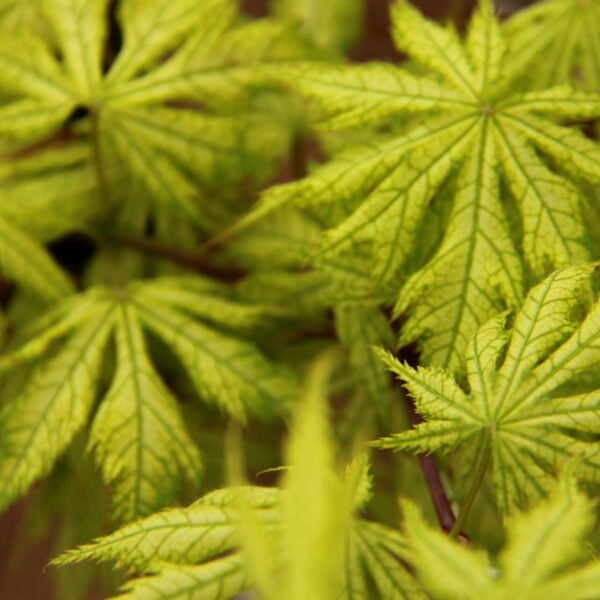Acer palmatum 'Shigi no hoshi'  Japanese Maple