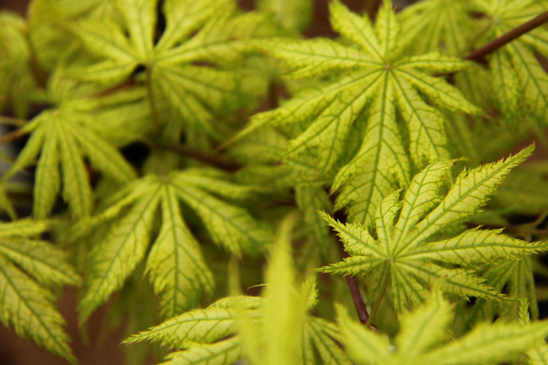 Acer palmatum 'Shigi no hoshi'