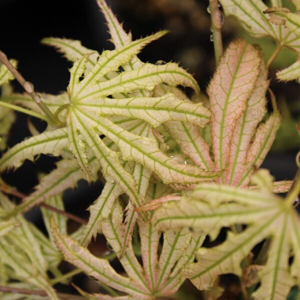 Sweet Lucile Japanese Maple
