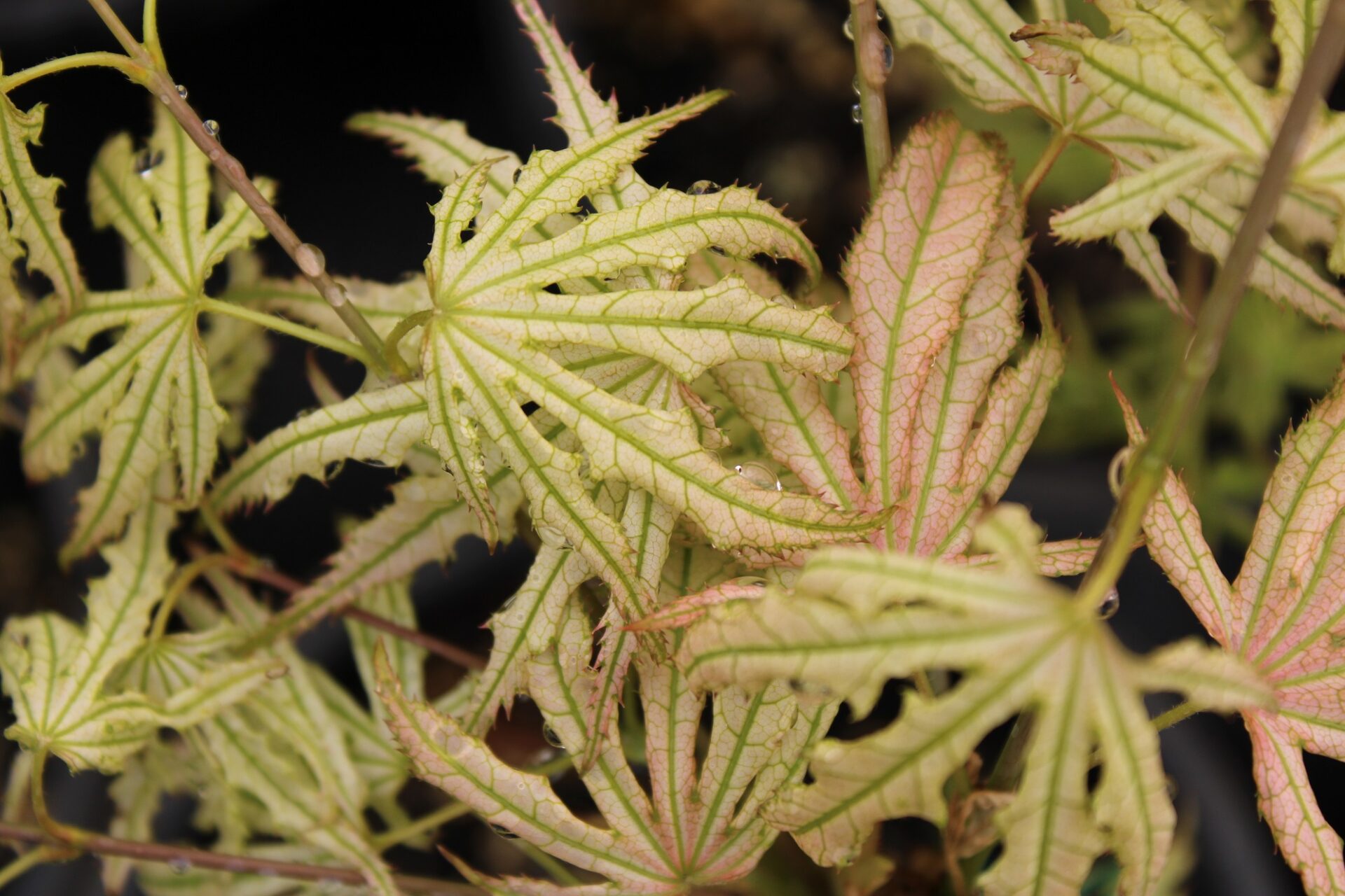 Sweet Lucile Japanese Maple