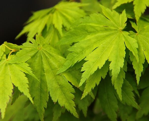 Acer sieboldianum 'Small Leaf' Siebold Maple
