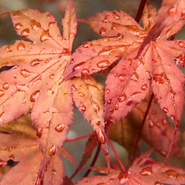 Kasagi yama Japanese Maple