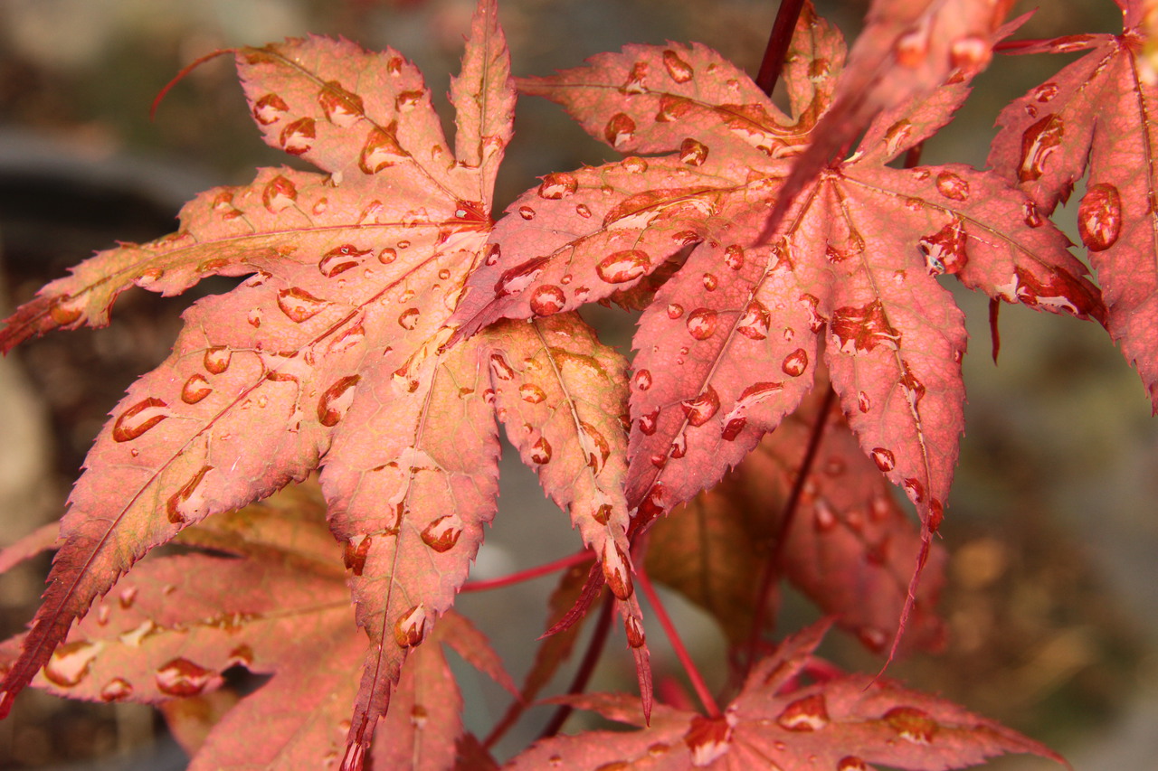 Kasagi yama Japanese Maple