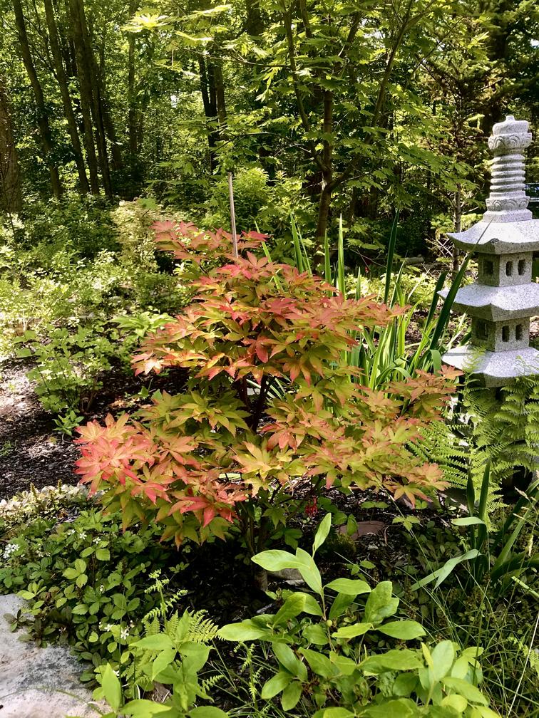 Grandma Ghost Japanese Maple