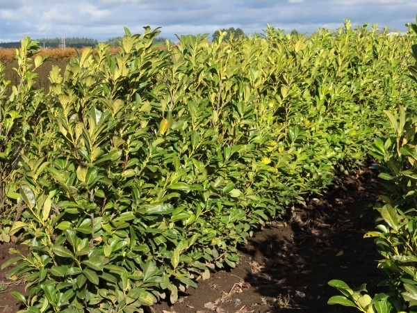 English Laurel hedges