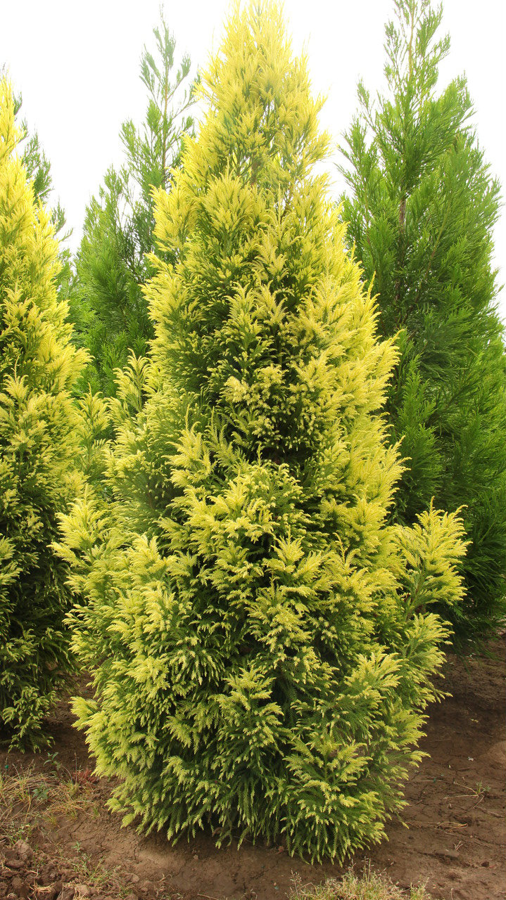 Cryptomeria japonica ‘Sekkan’