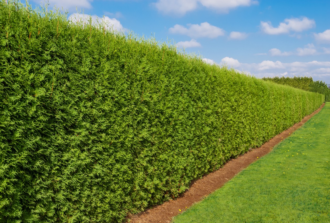 Conifers and Evergreen Trees for Privacy
