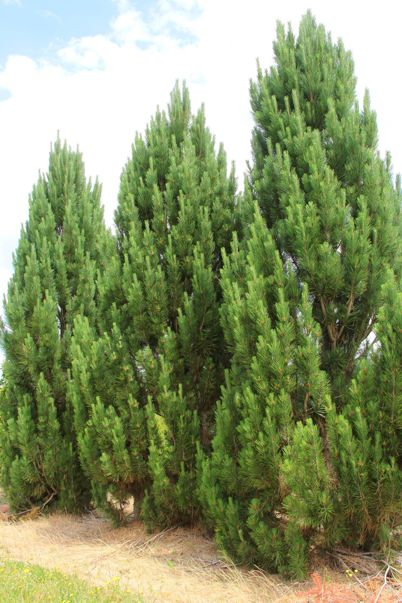 Pinus nigra Frank