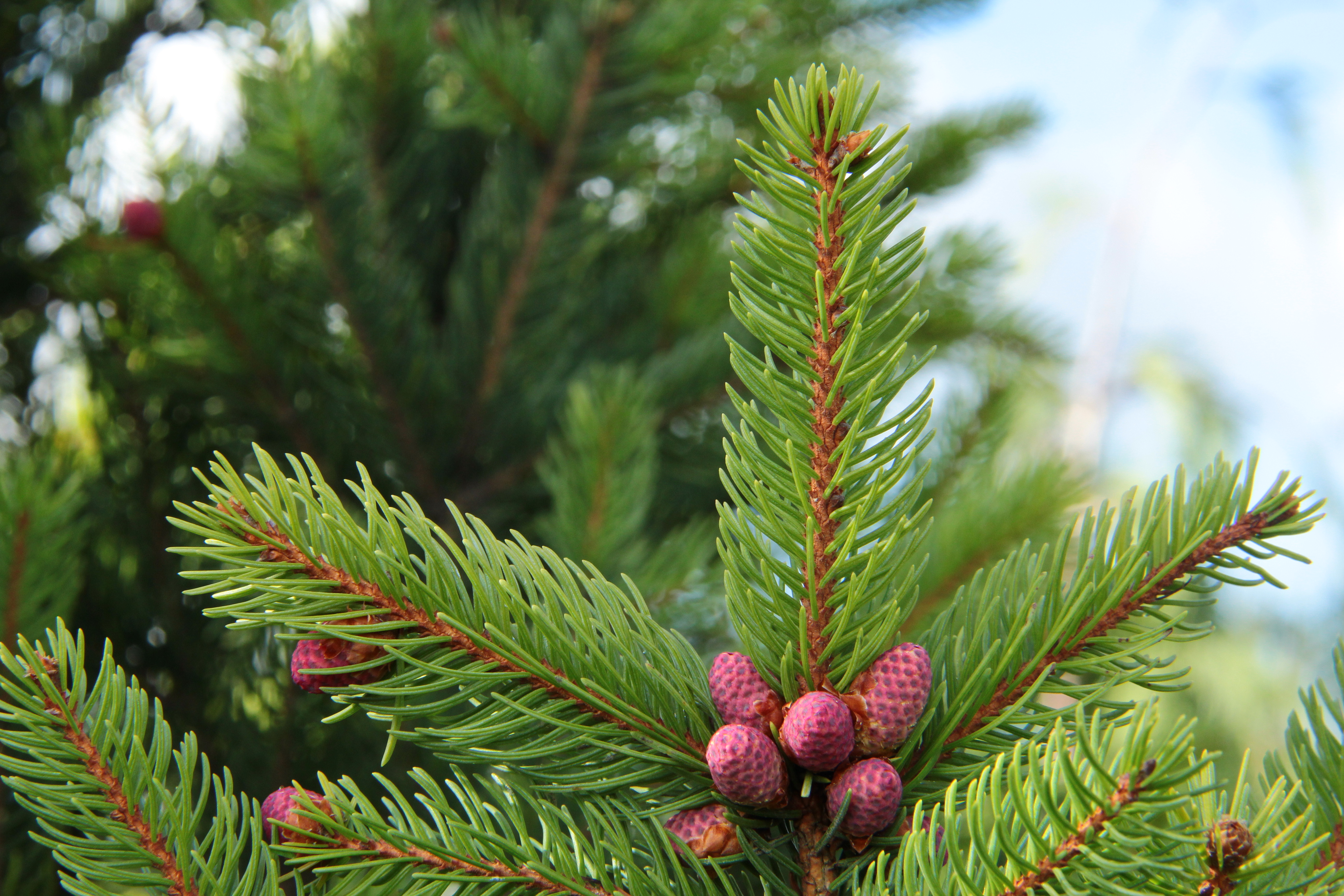 Picea abies ‘Cupressina’