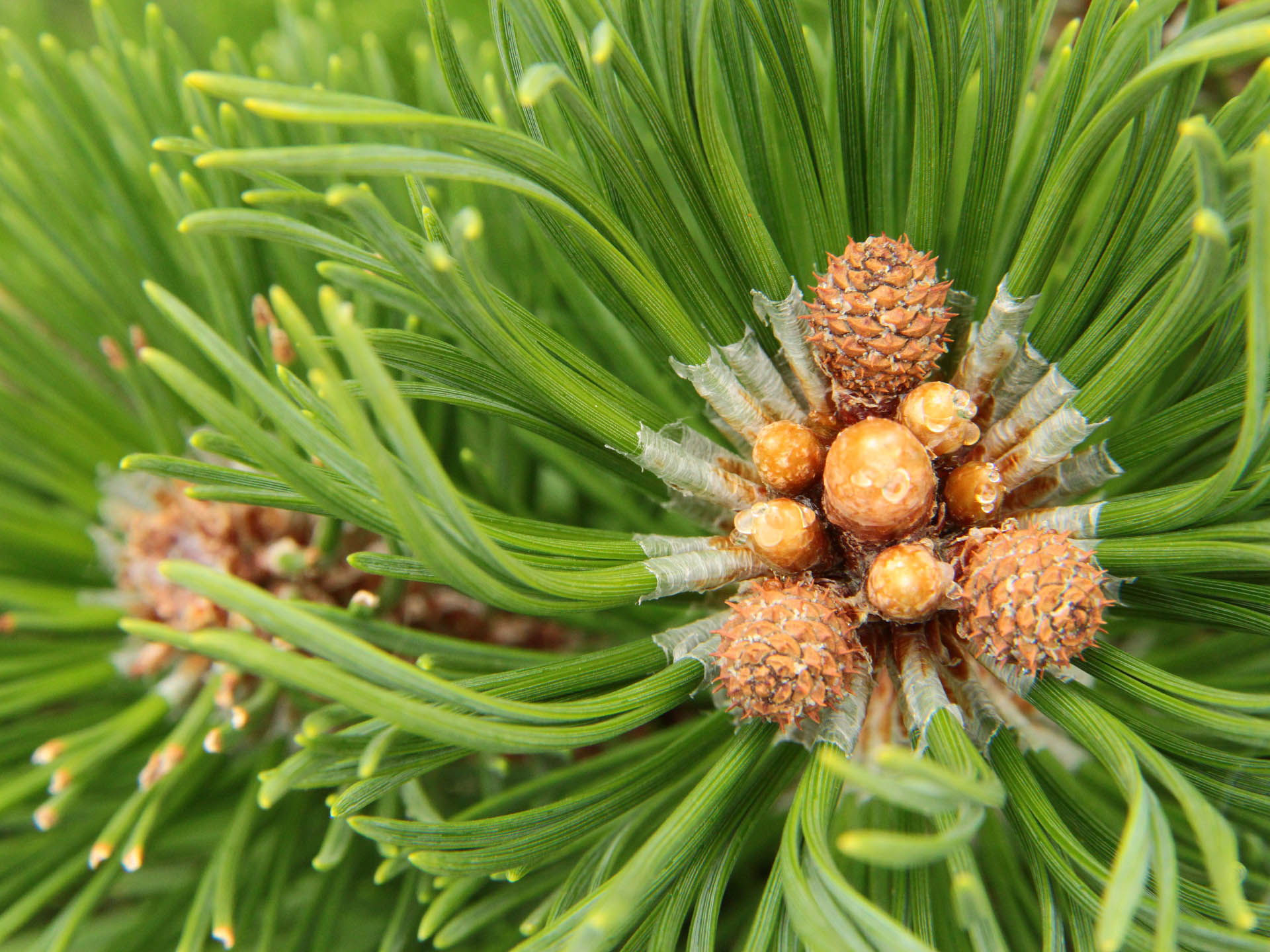 Pinus mugo ‘Fastigiata’