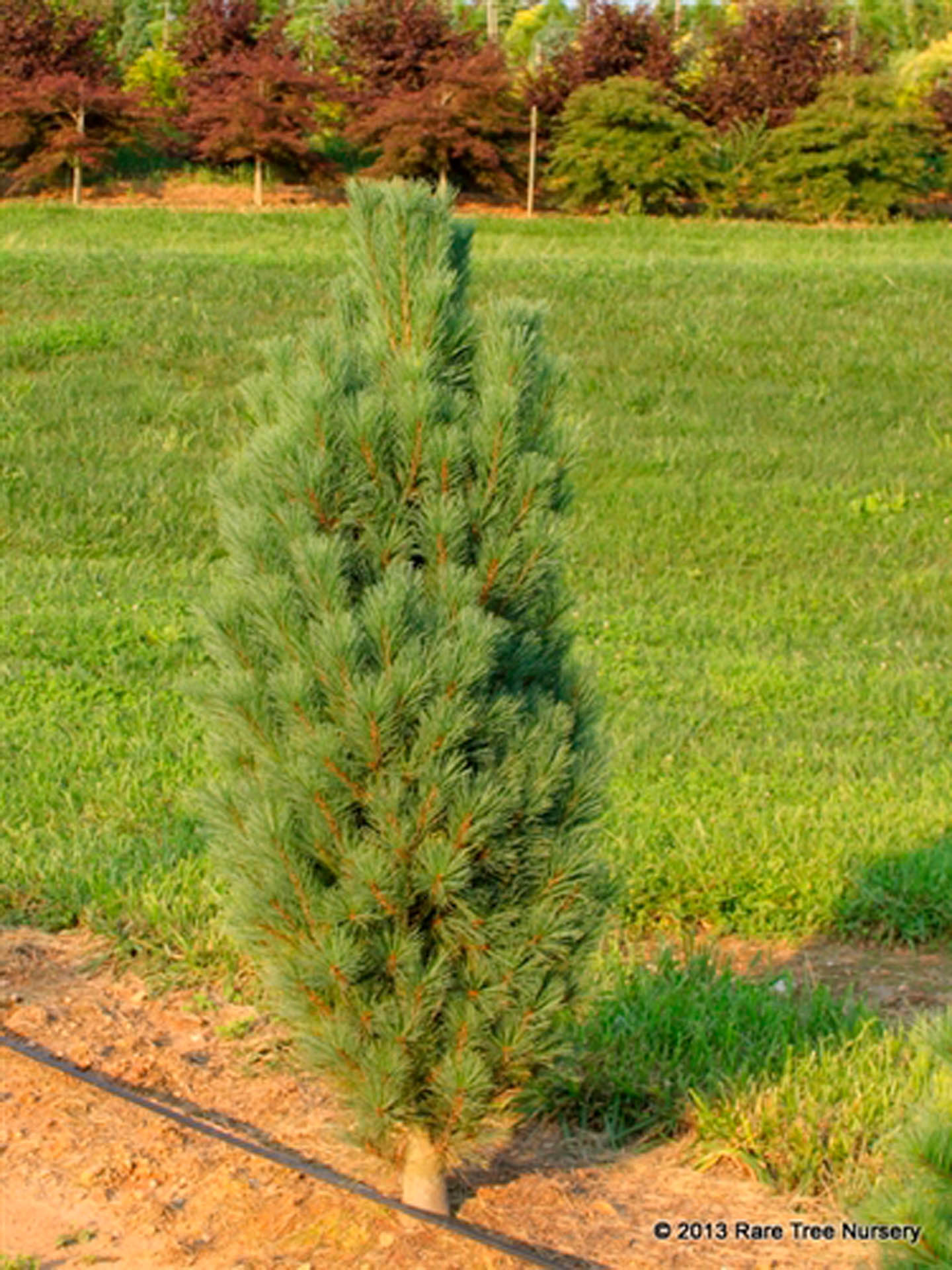 Pinusstrobus ‘Stowe Pillar’