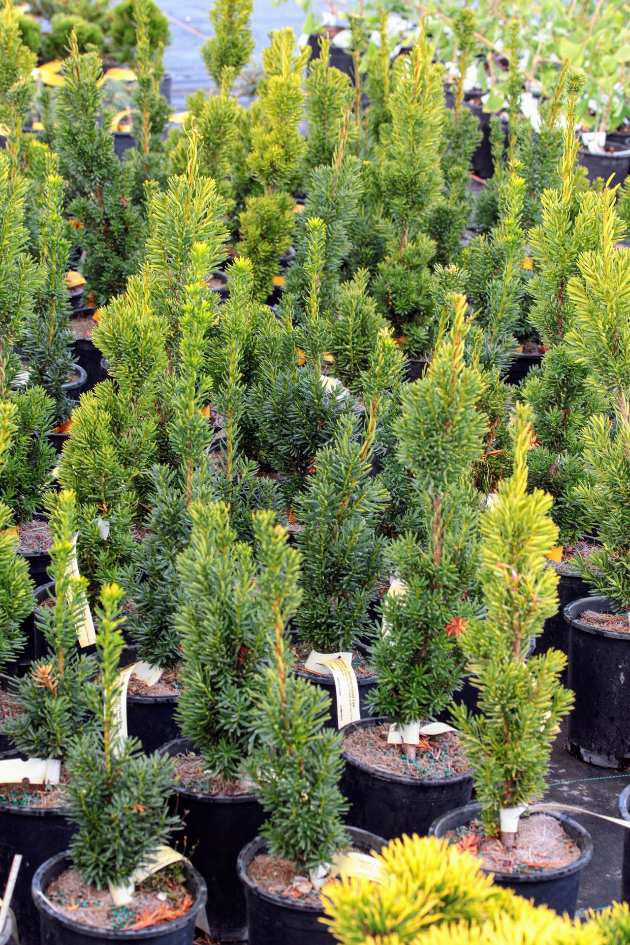 Pinusstrobus‘Bennett’s Fastigiate’