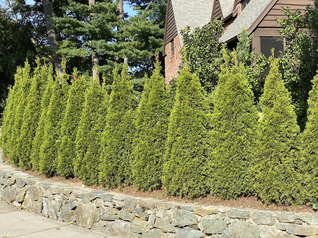 Emerald Green Arborvitae with speedy growth for privacy borders