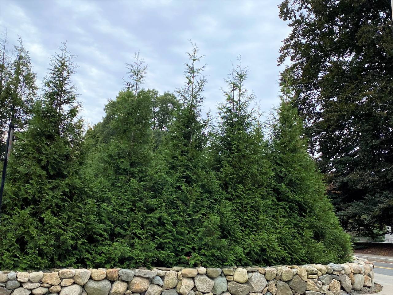Arborvitaes can also be planted as hedges for privacy