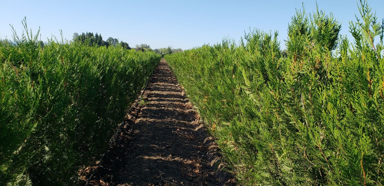Western red cedar hedges