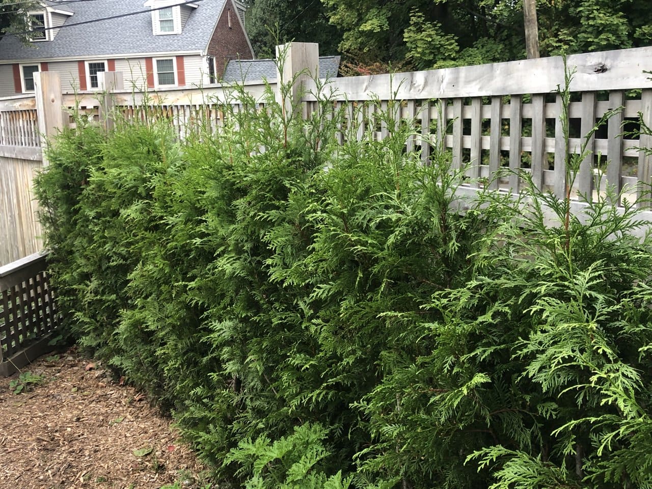 Trees with fast growth for implied borders