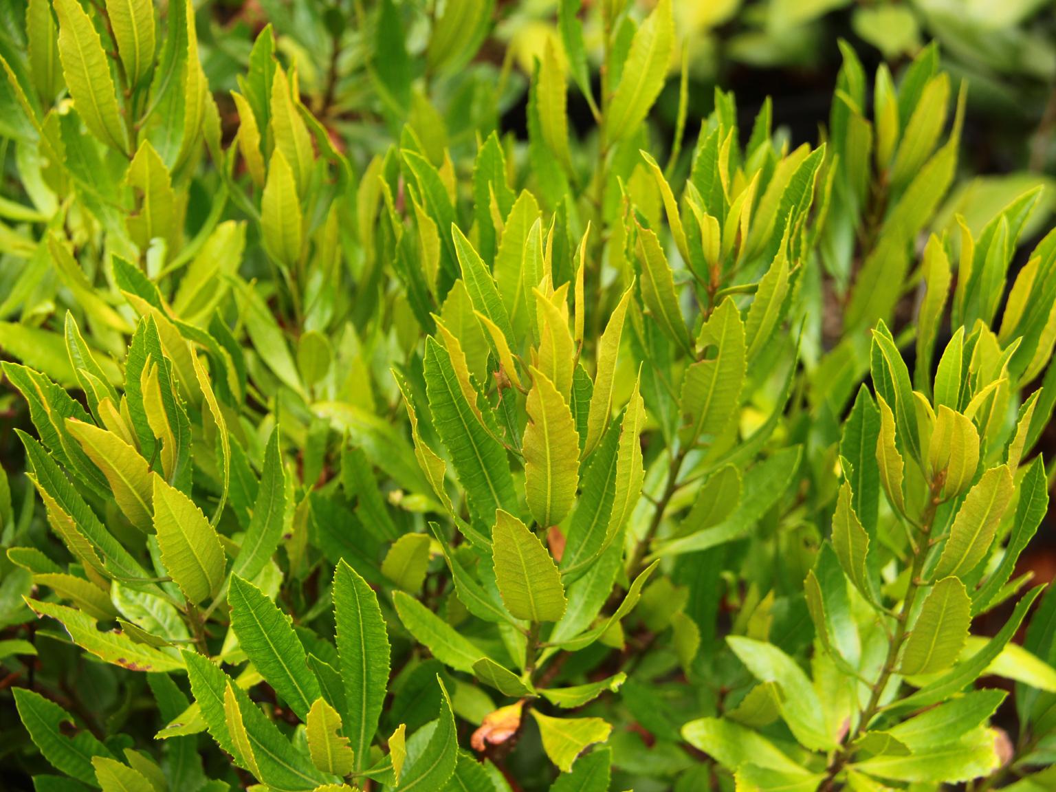 Myrica californica Evergreen hedge