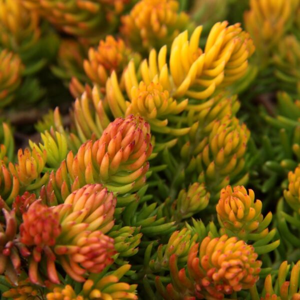 Sedum rupestre 'Angelina' Stonecrop