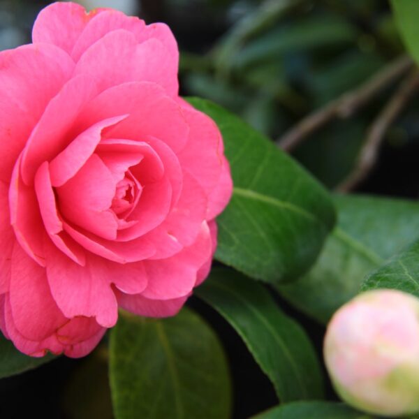 Camellia japonica 'April Dawn'  Japanese Camellia