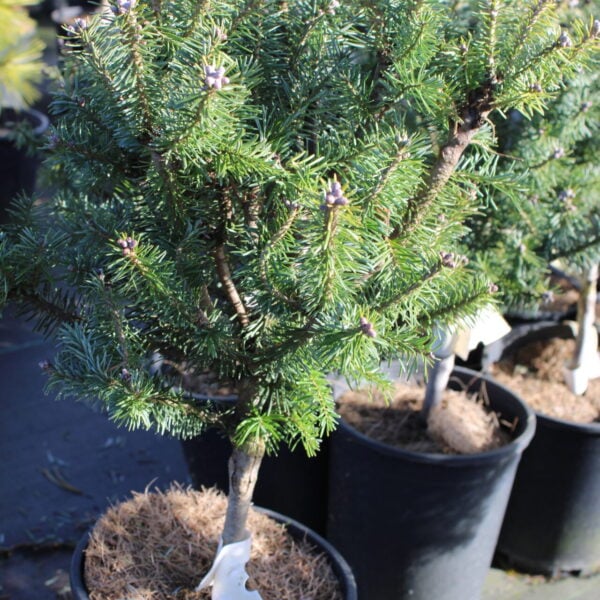 Abies balsamea 'Puppini'  Balsam Fir