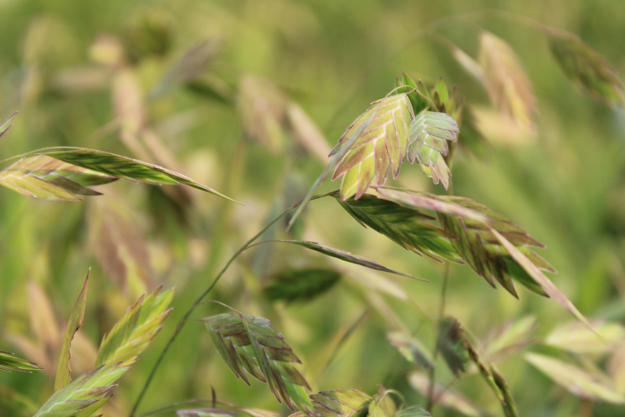 Northern Sea Oats