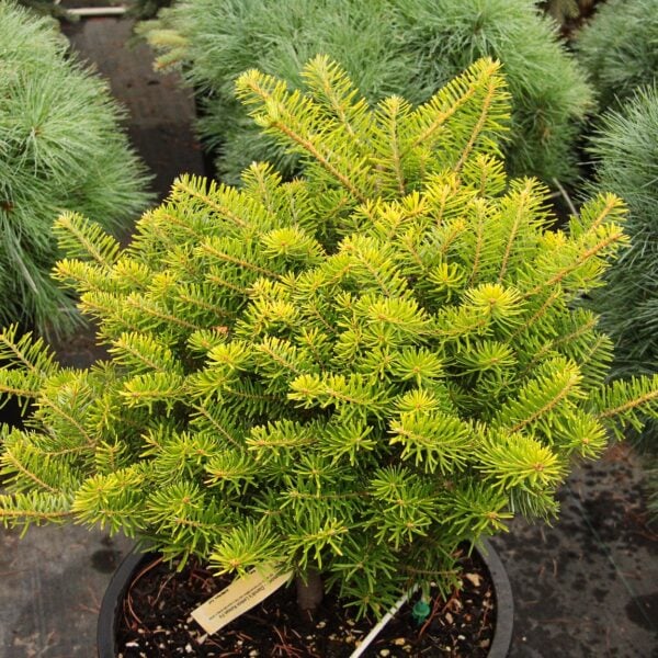 Abies koreana 'Darob's Lemon' Korean Fir
