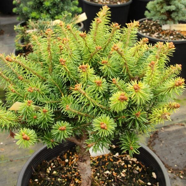Abies balsamea 'Mighty Tighty' Balsam Fir