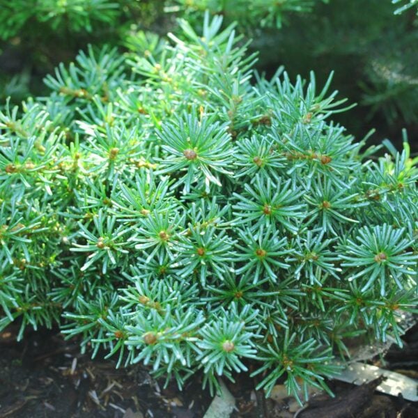 Abies koreana 'Shorty' Korean Fir