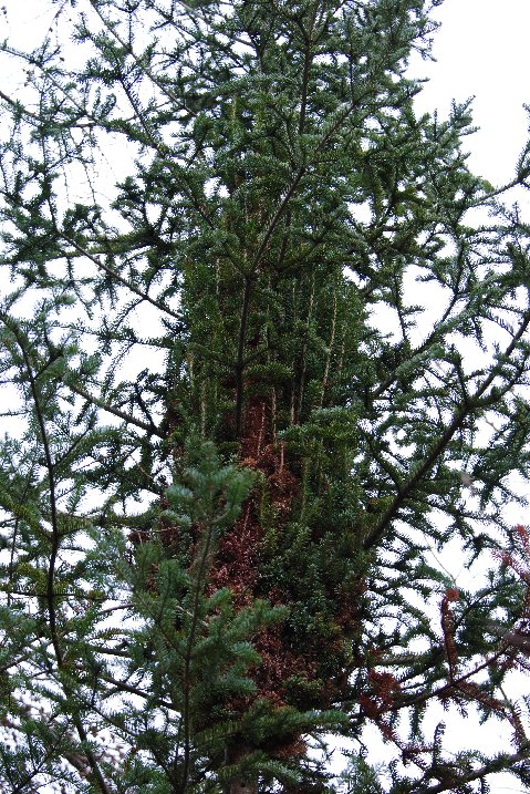Abies balsamea 'Icy Blue Fingers'