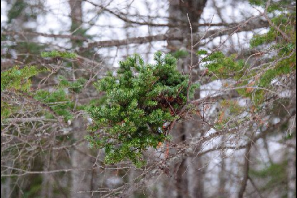 Abies balsamea ‘Puppini’