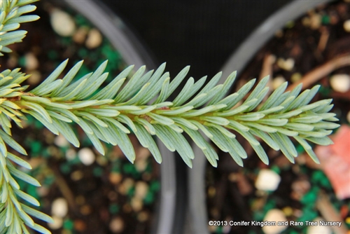 Abies vejarii