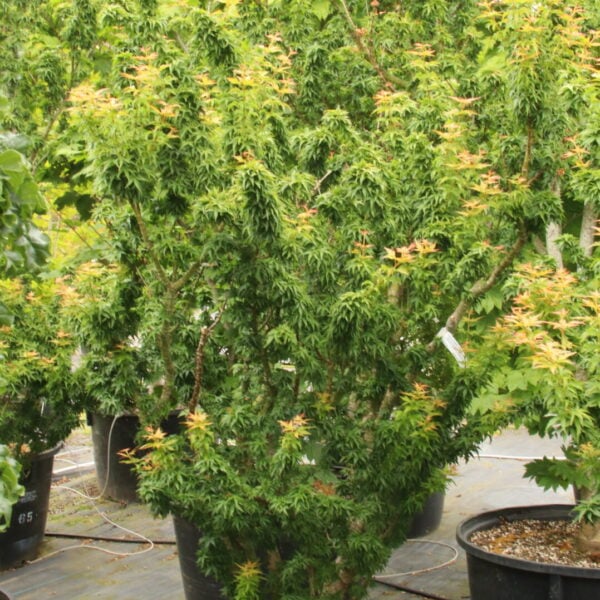 Acer palmatum 'Goshiki kotohime' Specimen 2193