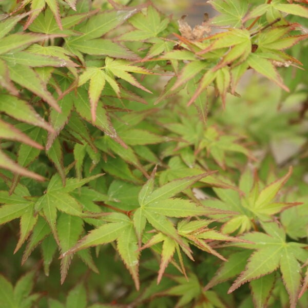 Acer palmatum 'Kiyohime'  Japanese Maple
