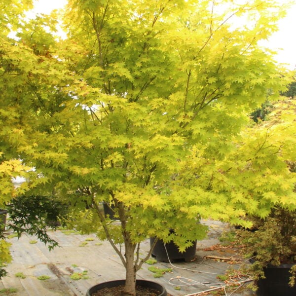 Acer palmatum 'Summer Gold' Specimen 2202